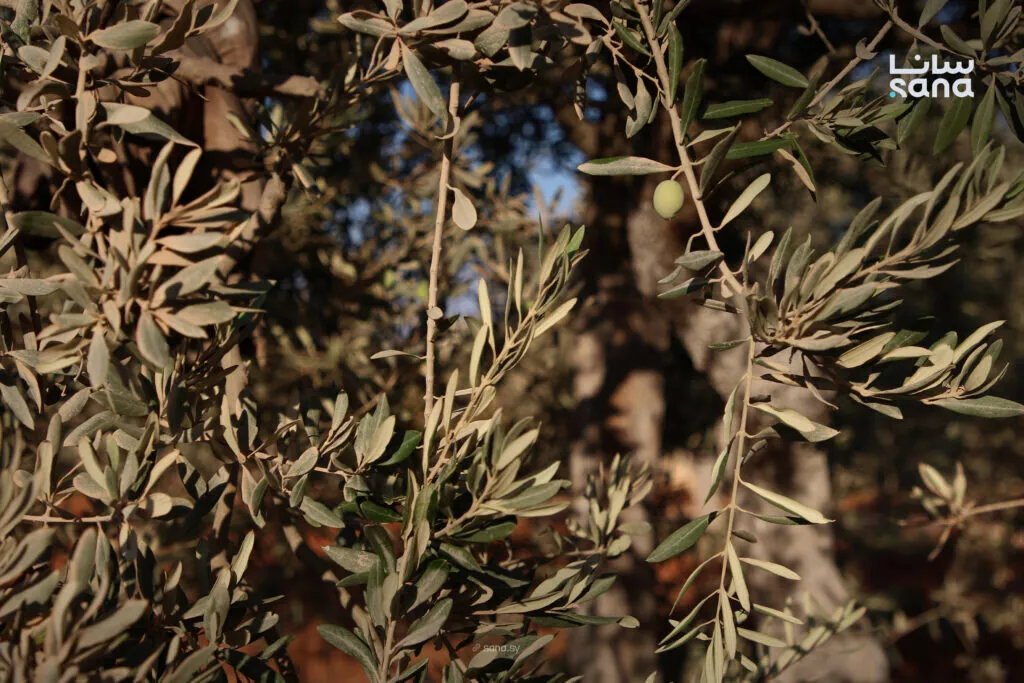 تراجع حاد في إنتاج زيت الزيتون بإدلب بسبب نقص الأمطار