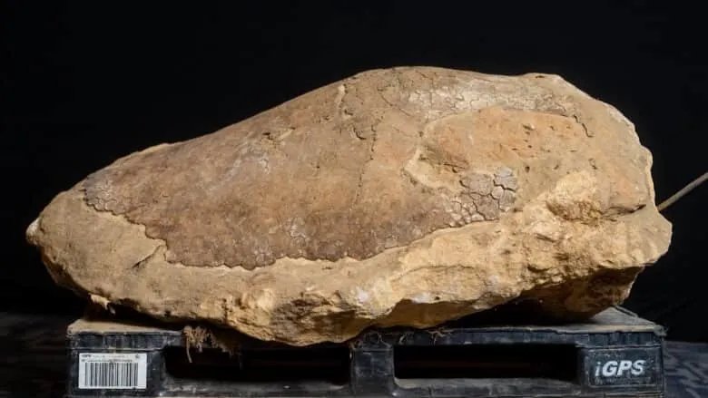 اكتشاف مذهل: أحفورة سلحفاة بحرية عمرها 32 مليون عام في أمريكا