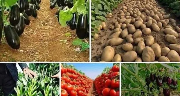 دليل شامل: أفضل مواعيد زراعة الخضروات لتحقيق إنتاج وفير