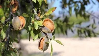 اللوز في سوريا: 26 مليون شجرة تواجه التغيرات المناخية وتدعم الأمن الغذائي