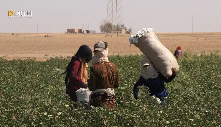 تراجع حاد في إنتاج القطن بالجزيرة السورية بسبب موجات الحر الشديدة