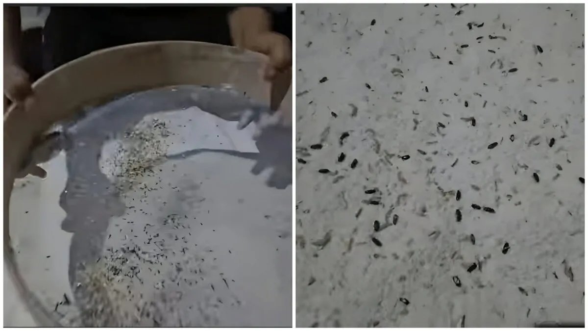 تكرار التلوث في دوما: اكتشاف طحين موبوء بالحشرات يثير قلق الأهالي