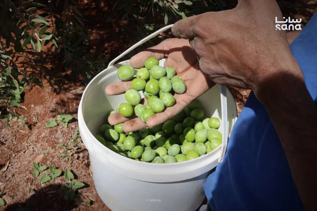 توقعات بإنتاج 17 ألف طن من زيتون درعا رغم تحديات الجفاف والمعاومة