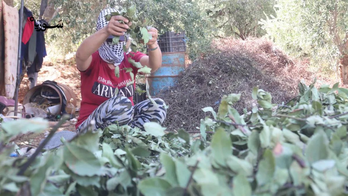 في حماة: قطاف الغار.. مصدر الرزق الوحيد لعائلات تواجه صعوبات اقتصادية وبيئية