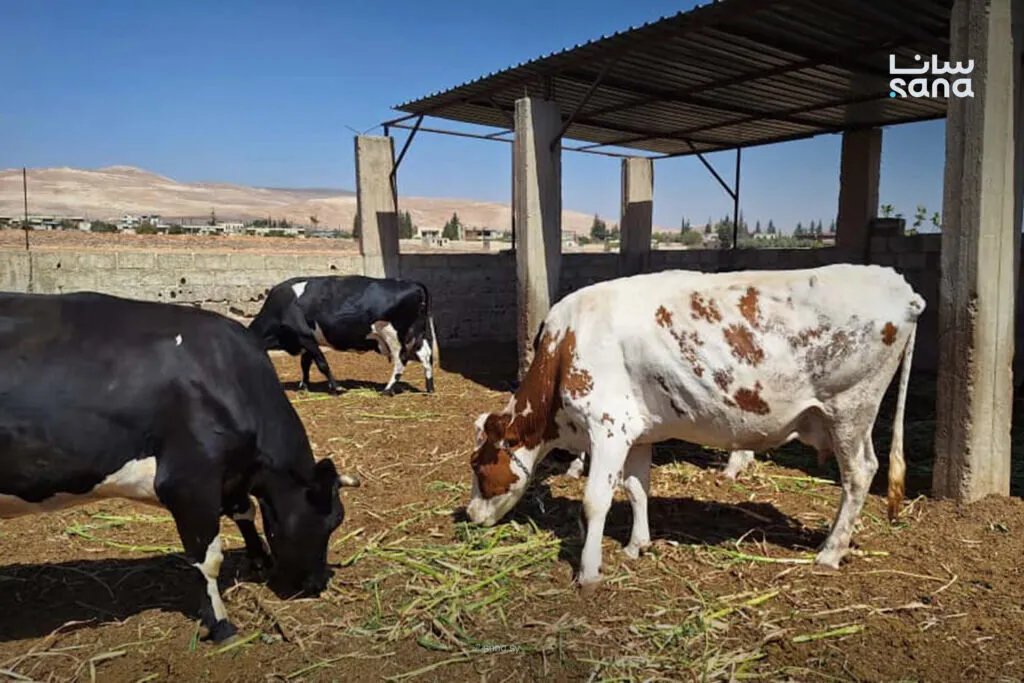حملة واسعة في دمشق وريفها لتحصين 125 ألف رأس من الأبقار ضد الحمى القلاعية