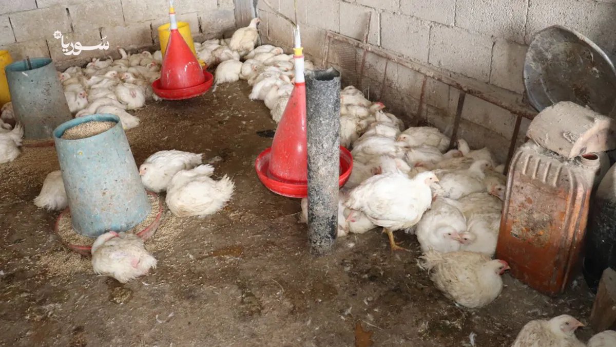 الرقة: ارتفاع صاروخي في أسعار الفروج يثير قلق الأهالي والمطالبات بضبط الأسواق