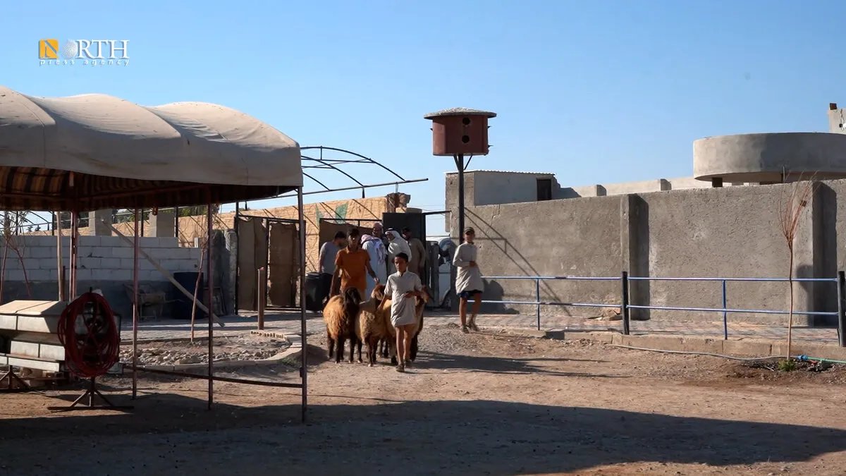 الرقة: معرض أسبوعي يستعرض خيولاً وأغناماً نادرة بأسعار خيالية تصل إلى 20 ألف دولار