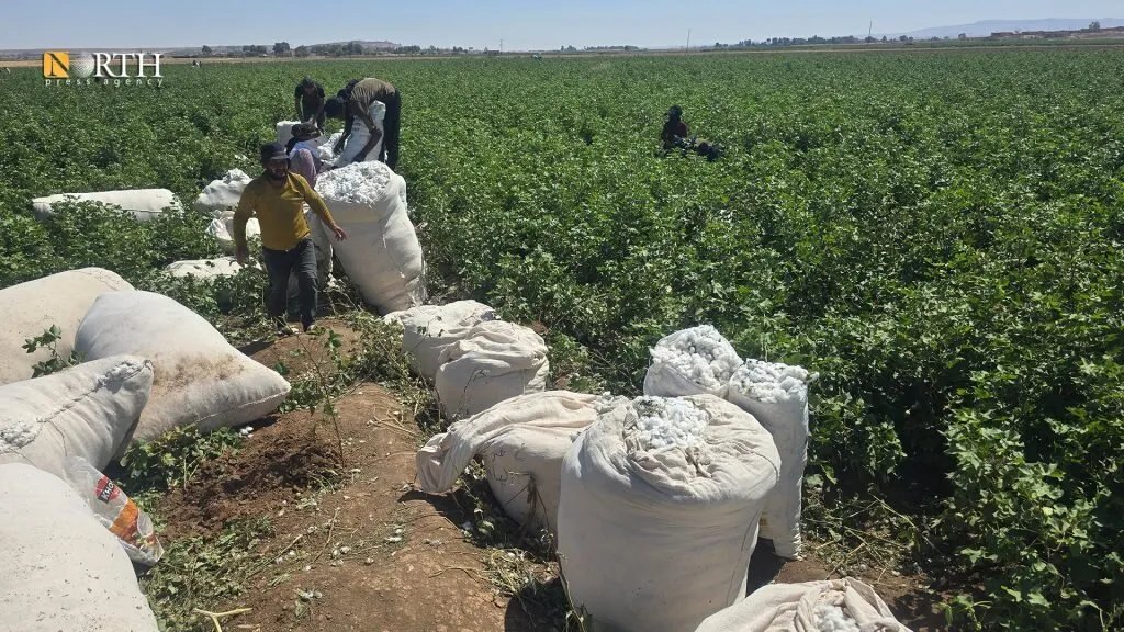 الإدارة الذاتية تحدد سعر القطن بعد دراسة مقترحات هيئة الاقتصاد والزراعة