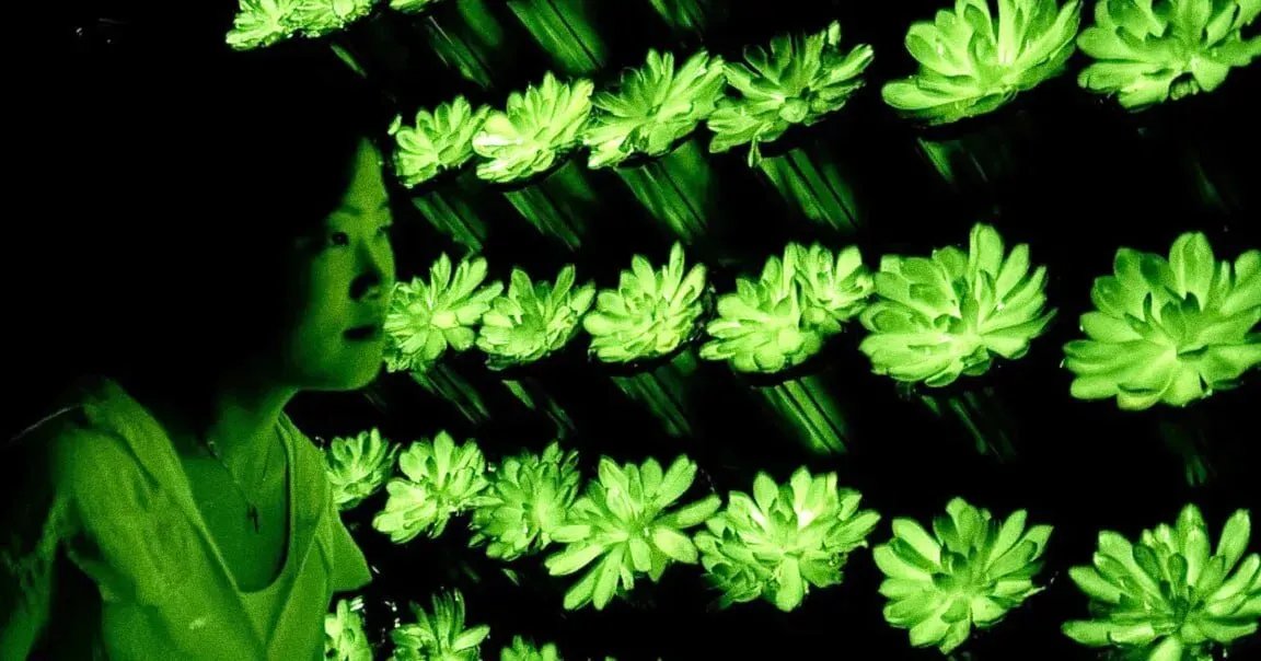 طفرة في الإضاءة الحيوية: باحثون صينيون يطورون نباتات مضيئة قابلة لإعادة الشحن بألوان متعددة