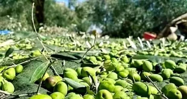 اللاذقية: موسم الزيتون يئن تحت وطأة المناخ وتجاهل الدعم