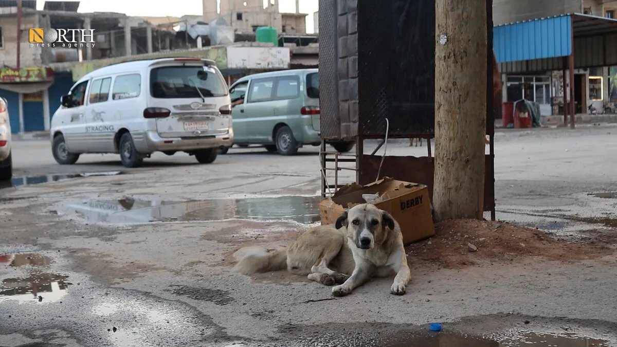 كوباني: تزايد حوادث عضة الكلاب الشاردة يثير الذعر والمطالبات بحلول عاجلة