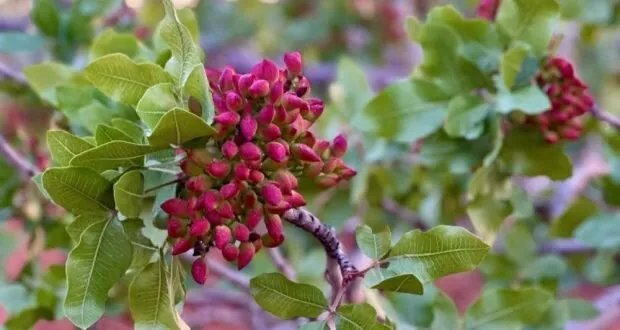 صمود الفستق الحلبي في إدلب: موسم يتحدى الحرب والظروف المناخية