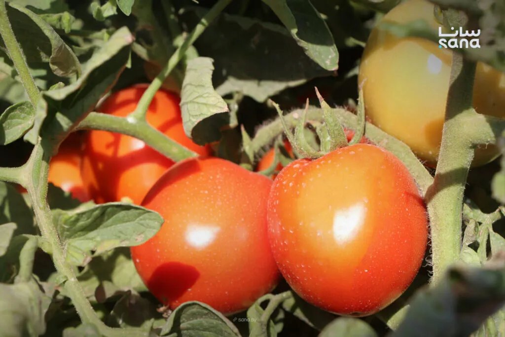 درعا تتجاوز الخطة بزراعة 1469 هكتاراً من البندورة التكثيفية وإنتاج يقدر بـ 73 ألف طن