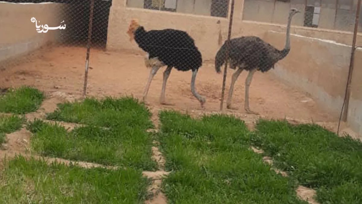 من القلمون إلى مائدة الطعام: مشروع رائد لتربية النعام يزدهر في سوريا