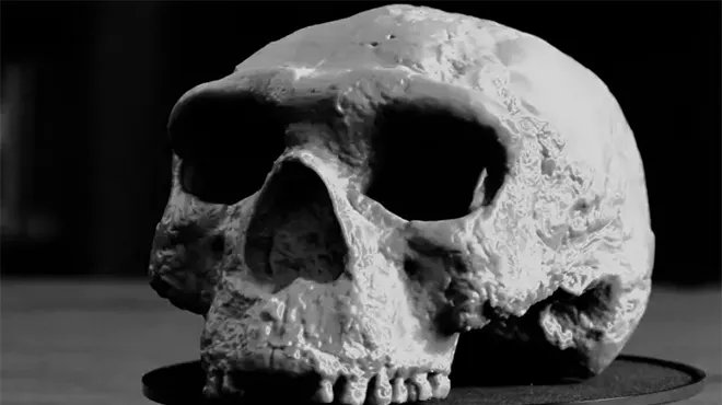 اكتشاف جمجمة عمرها مليون عام يقلب مفاهيم تطور الإنسان ويكشف أصوله الآسيوية