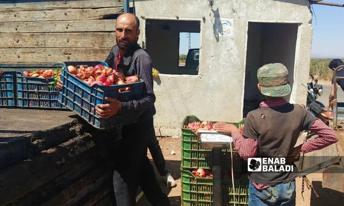 خسائر مزارعي درعا: تشقق الرمان يجبرهم على البيع بأسعار زهيدة