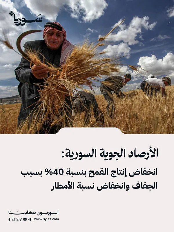 تقرير سوري يحذر: الجفاف يقلص إنتاج القمح بنسبة 40%