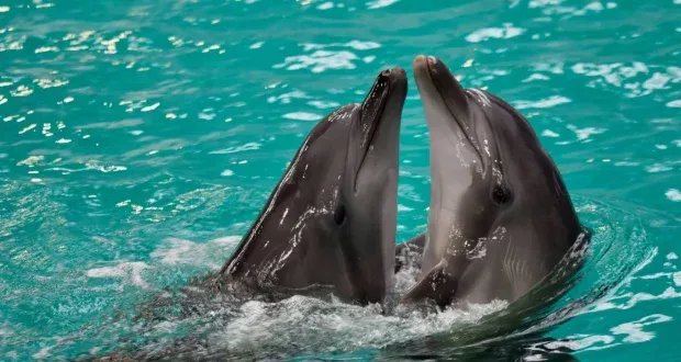 ثورة في فهم عالم الدلافين: الذكاء الاصطناعي يفك شفرة لغتهم المعقدة