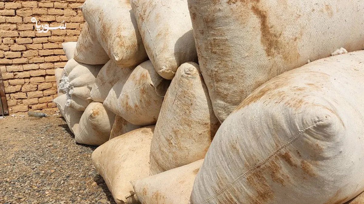 غضب في الرقة: مزارعون يطالبون بتعديل سعر القطن لتعويض ارتفاع التكاليف