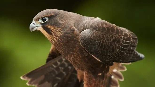 صقر الكارياريا النيوزيلندي يحصد لقب "طائر العام" في مسابقة بيئية