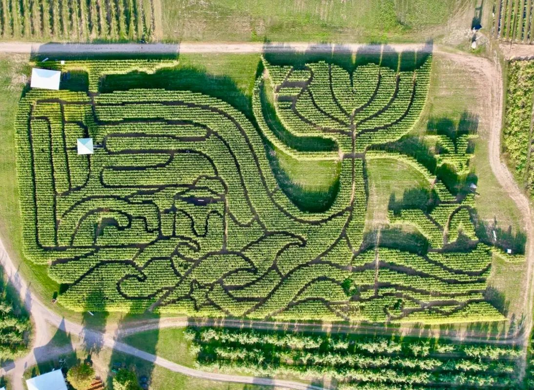 مزرعة أمريكية تحصد لقب "أفضل متاهة ذرة" للعام الرابع على التوالي بتصميم مستوحى من حكاية بحرية