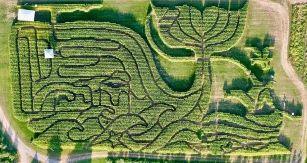 مزرعة أمريكية تحصد لقب "أفضل متاهة ذرة" للعام الرابع على التوالي بتصميم مستوحى من الأدب