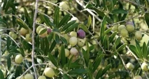 الجفاف يضرب حماة: تراجع إنتاج زيت الزيتون بنسبة 40% هذا الموسم