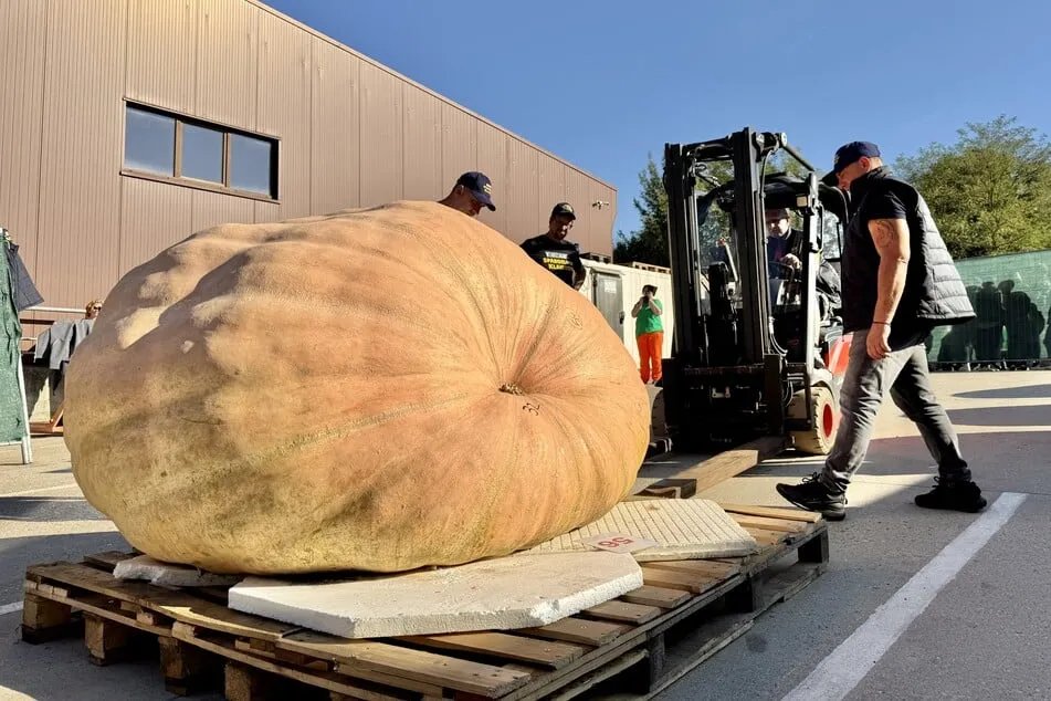 إنجاز تاريخي في ألمانيا: فريق يحطم حاجز الألف كيلو في بطولة اليقطين العملاق