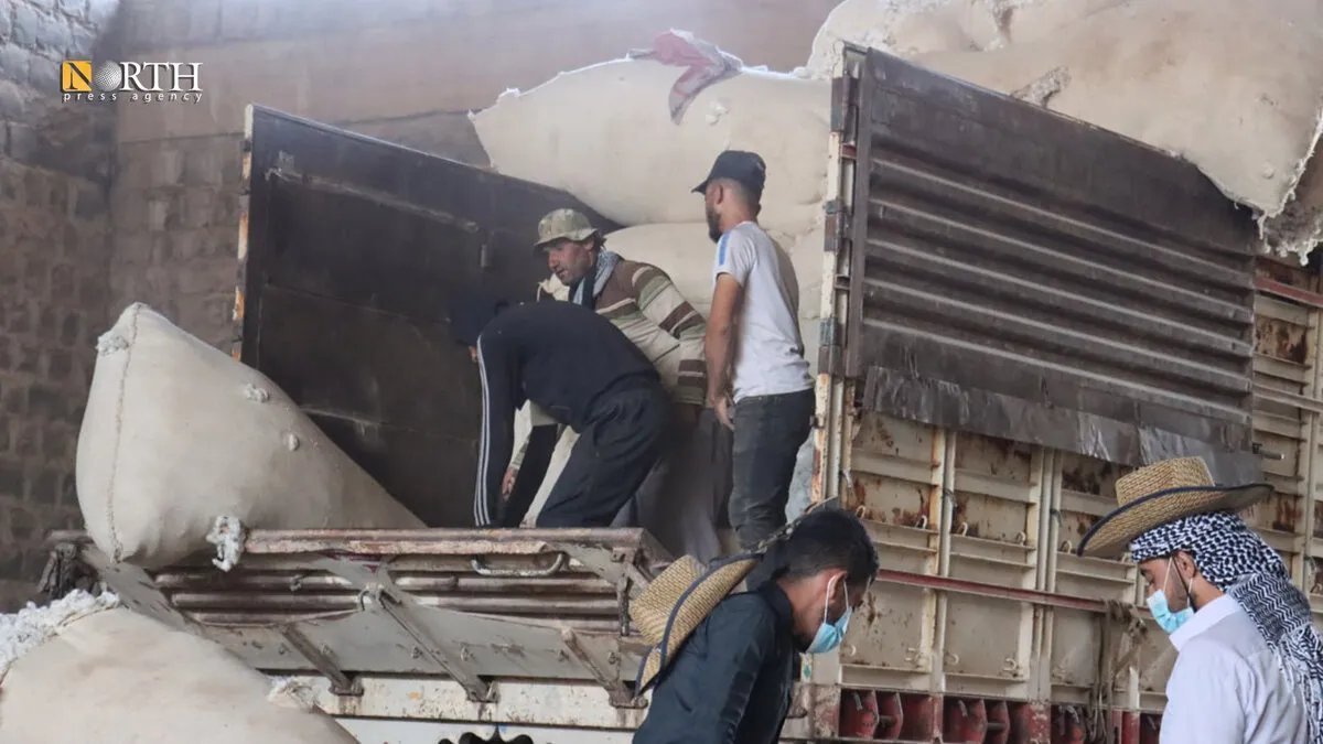 الحسكة: استمرار عمليات استلام وتقييم محصول القطن من المزارعين في محلج المدينة