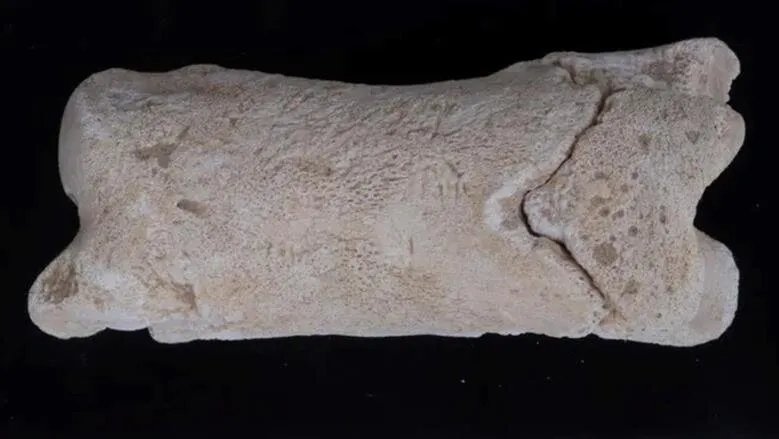 اكتشاف أثري فريد: صافرة عظمية عمرها 3300 عام تكشف أسرار مدينة أختاتون المصرية