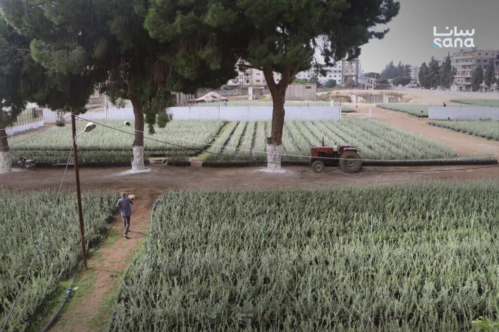 مركز بوقا باللاذقية يحقق إنجازاً بإنتاج 180 ألف غرسة زيتون استعداداً للموسم الجديد