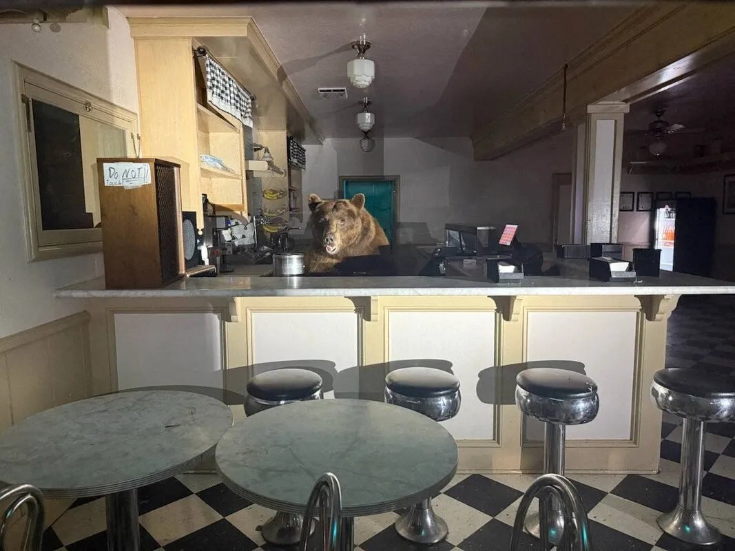 ذعر في أريزونا: دب يقتحم متجراً ويثير الفزع قبل أن يغادر بسلام