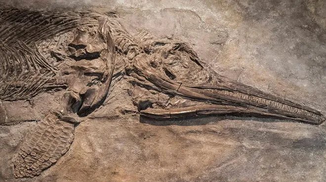 اكتشاف مذهل في ألمانيا: نوع جديد من الإكثيوصورات يعود للعصر الجوراسي يكشف أسرار الحياة البحرية القديمة