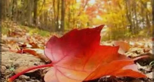 تأملات الخريف: محسن سلامة يرسم لوحة الطبيعة المتغيرة