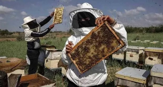 تراجع حاد في إنتاج العسل يهدد الأمن الغذائي في سوريا.. ومناشدات لإنقاذ النحالين