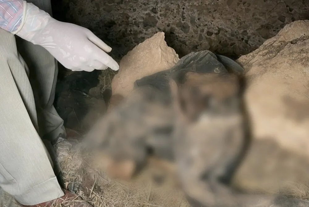 اكتشاف مقابر جماعية بريف حمص: رفات عشرات الضحايا تكشف فظائع الماضي