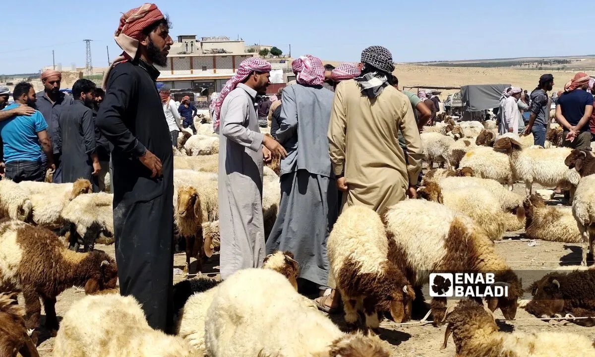 ارتفاع أسعار الأعلاف يهدد مربي المواشي في رأس العين وتل أبيض بخسائر فادحة