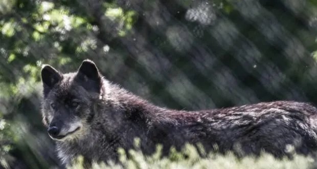 اكتشاف تاريخي في اليونان: أول حالة مؤكدة لهجين ذئب وكلب