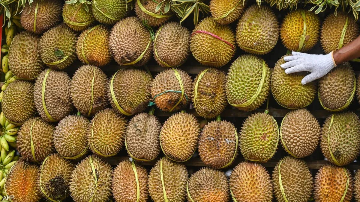 رائحة فاكهة الدوريان تثير الذعر في مدينة ألمانية وتستدعي فرق الإطفاء أربع مرات