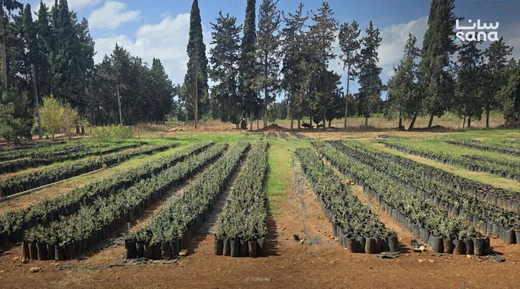 مشاتل طرطوس: إنتاج وفير لـ 200 ألف غرسة سنوياً لدعم المزارعين