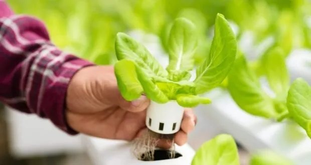 الزراعة المائية: حل مبتكر لمواجهة التوسع العمراني وتحقيق الأمن الغذائي في سوريا