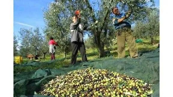 انطلاق موسم قطاف الزيتون: "الموسم المبارك" يحمل بشائر الخير للفلاحين