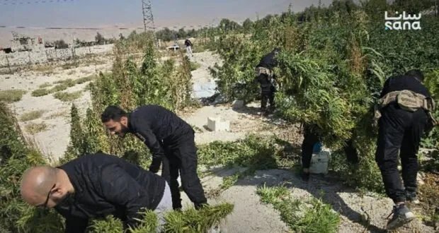 مكافحة المخدرات تضبط مزرعة قنب في دوما وتلقي القبض على المتورطين