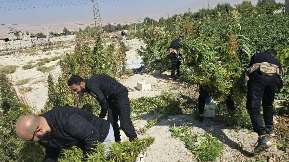 ضبط مزرعة قنب ضخمة في دوما: الداخلية تكشف تفاصيل العملية وتكثف جهود مكافحة المخدرات