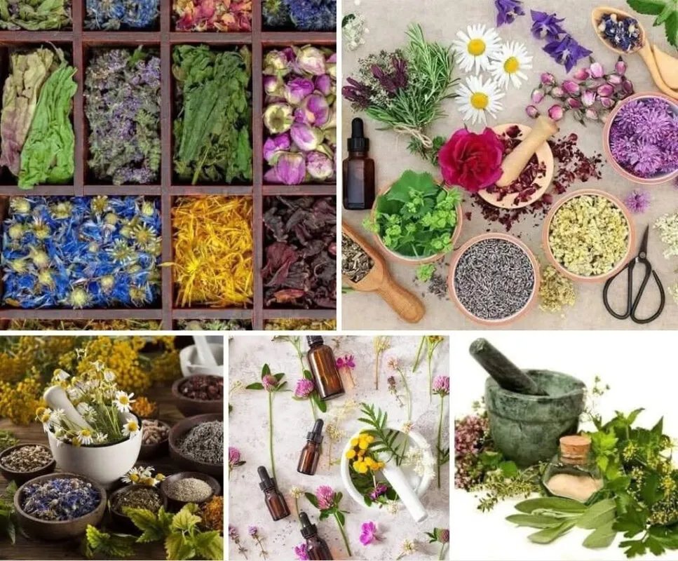 النباتات الطبية والعطرية في سوريا: فوائد صحية وجمالية واقتصادية تدعم المزارعين والاقتصاد الوطني