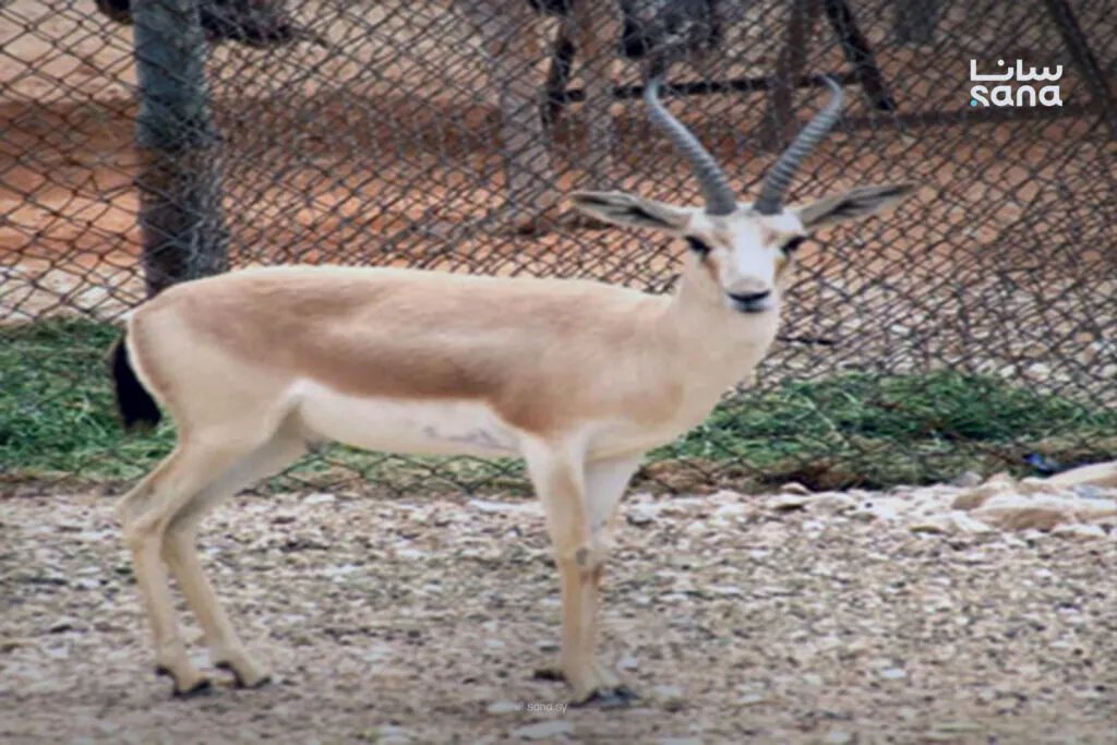 إجراءات حاسمة لوقف الصيد العشوائي في البادية السورية بتعاون بين الزراعة والداخلية