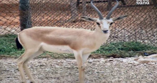 إجراءات حاسمة لوقف الصيد العشوائي للغزلان في البادية السورية بتعاون بين الزراعة والداخلية