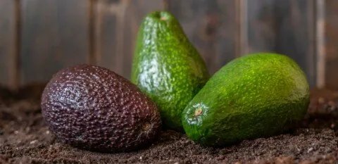 الأفوكادو البني: متى يكون آمنًا للأكل وكيفية التعامل معه بشكل صحيح؟