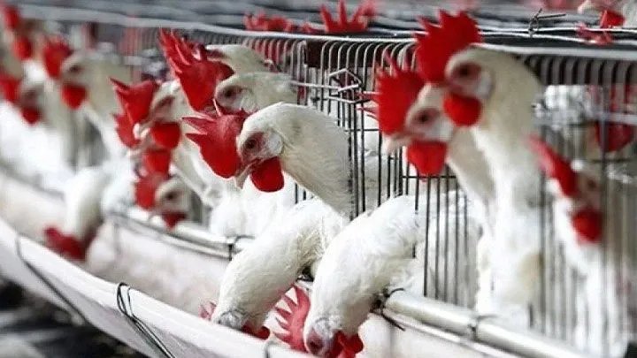 ارتفاع أسعار الفروج في سوريا يثير استياء المستهلكين رغم توقعات بانخفاضها قريباً