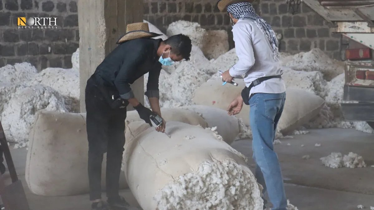 الإدارة الذاتية تستقبل 12 ألف طن من القطن من مزارعي شمال وشرق سوريا